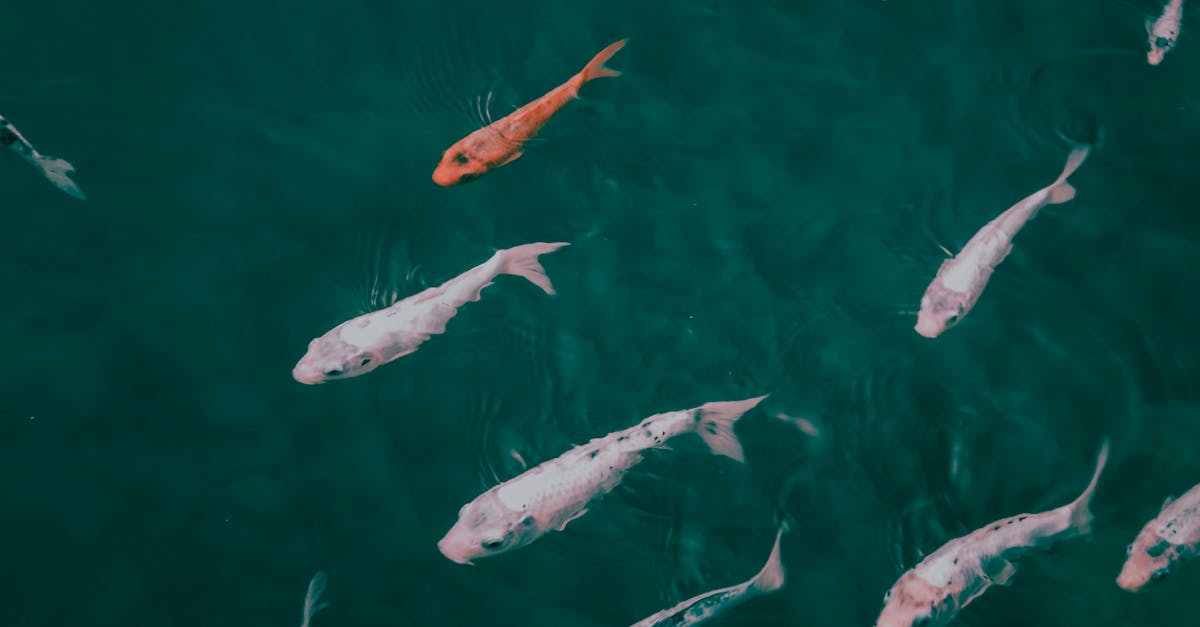 Balık Türleri nelerdir